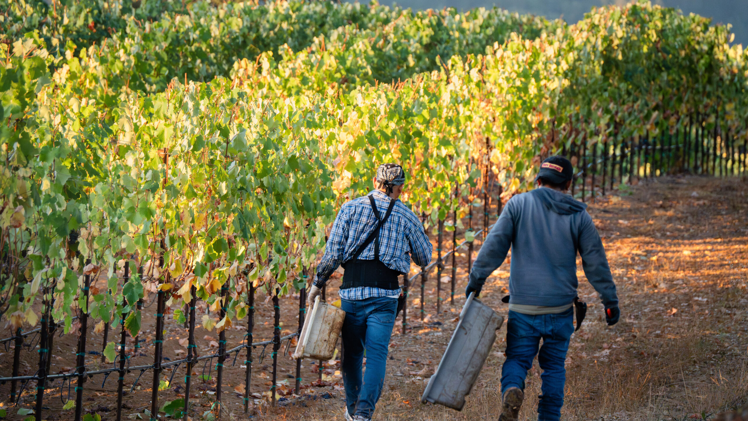 Unlock Your Vineyard Dream: A Comprehensive Guide to Financing